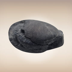 Shri Laxmi Narayan Shaligram - SH118