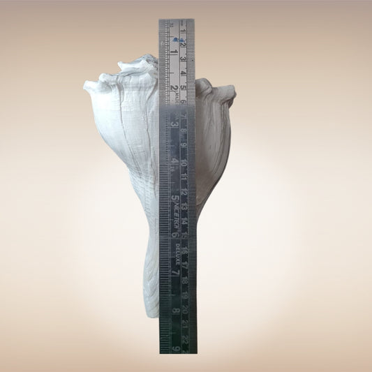 Dakshinavarti Shankh | Conch | Blowing Shankh Length 8 Inch