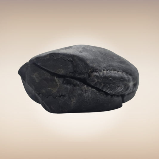Shri Laxmi Narayan Shaligram - SH124