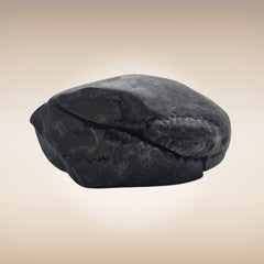 Shri Laxmi Narayan Shaligram - SH124