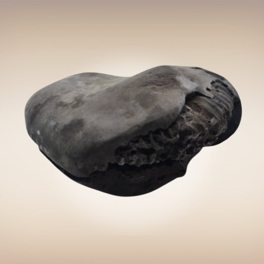 Shri Laxmi Narayan Shaligram - SH125