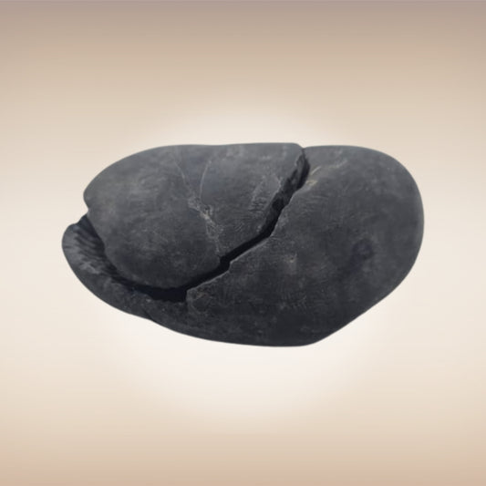 Shri Laxmi Narayan Shaligram - SH126