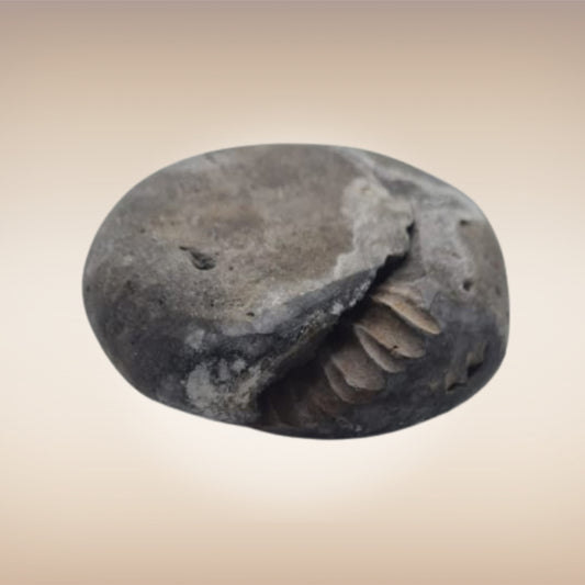 Shri Laxmi Narayan Shaligram - SH127