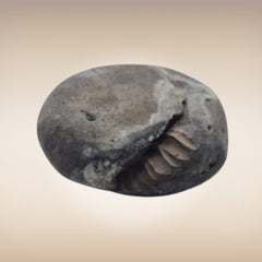 Shri Laxmi Narayan Shaligram - SH127