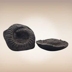 Shri Laxmi Narayan Shaligram - SH129