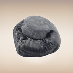 Shri Laxmi Narayan Shaligram - SH133