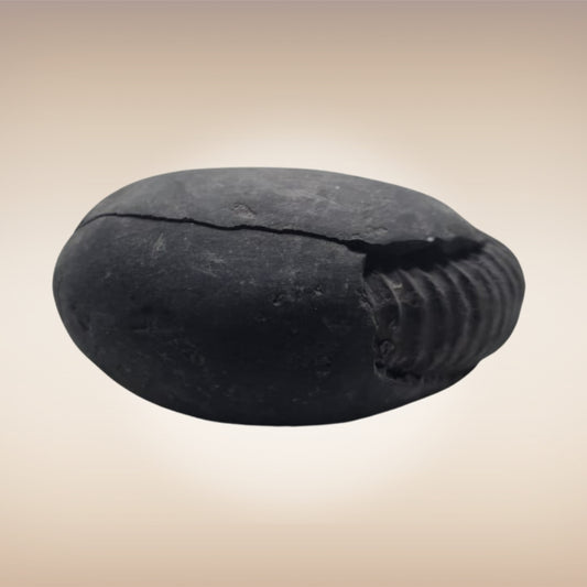 Shri Laxmi Narayan Shaligram - SH138