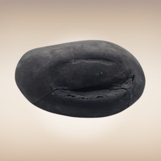 Shri Laxmi Narayan Shaligram - SH139
