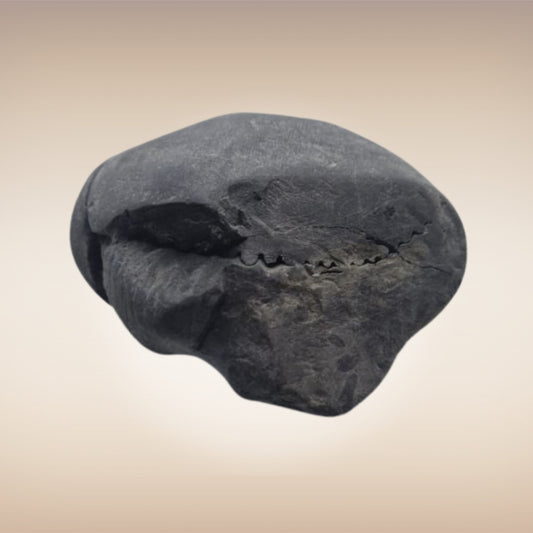 Shri Laxmi Narayan Shaligram - SH140