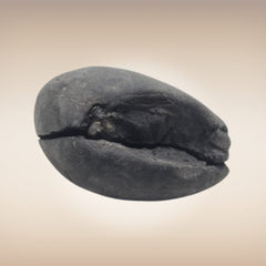 Shri Laxmi Narayan Shaligram - SH141