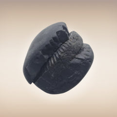 Shri Laxmi Narayan Shaligram - SH142