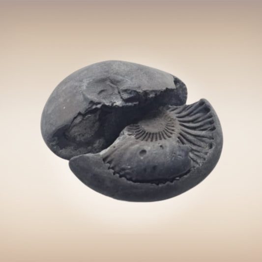 Shri Laxmi Narayan Shaligram - SH143