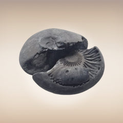 Shri Laxmi Narayan Shaligram - SH143