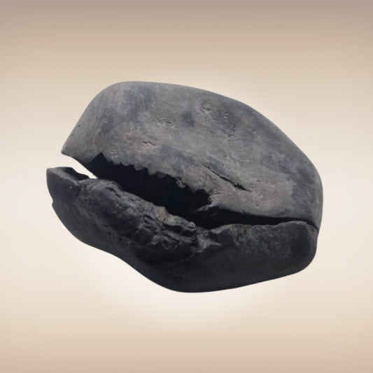 Shri Laxmi Narayan Shaligram - SH149