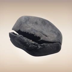Shri Laxmi Narayan Shaligram - SH149