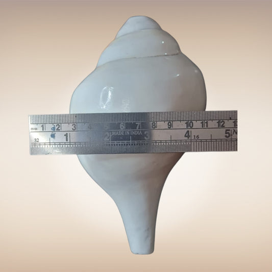 Dakshinavarti Shankh | Conch | Blowing Shankh Length 7.8 Inch