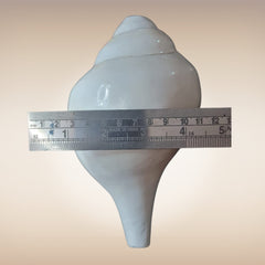 Dakshinavarti Shankh | Conch | Blowing Shankh Length 7.8 Inch