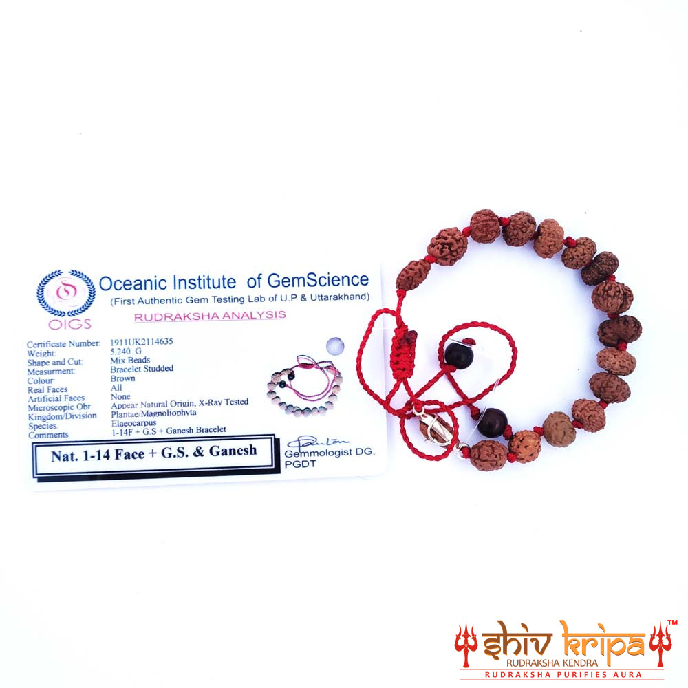 1 to 14 Mukhi Sarv Siddha Rudraksha Bracelet