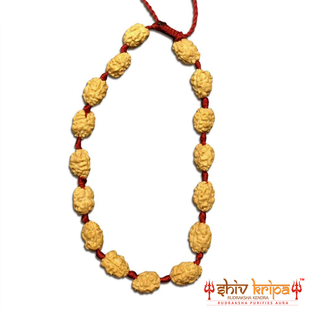 2 Mukhi Rudraksha Bracelet (Adjustable)