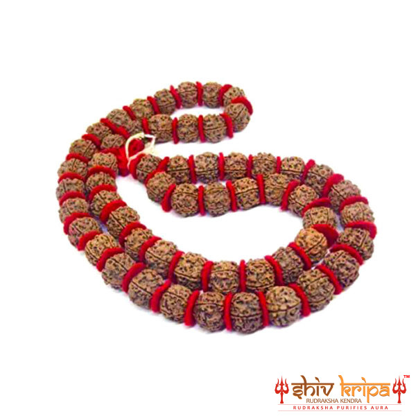 5 Mukhi Rudraksha Nepali Big Size Beads Kantha 55 beads 1