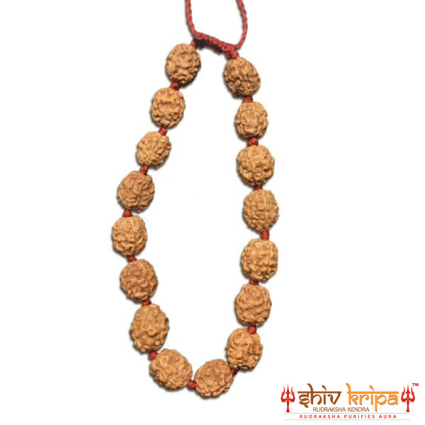 3 Mukhi Rudraksha Bracelet (Adjustable)