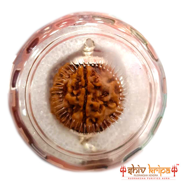 1 Mukhi Rudraksha Round shape